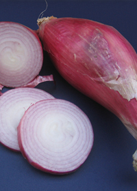 Allium 'Torpedo Red'